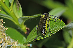 Grünschwarze Blattwespe (Tenthredo mesomela) (C338160)