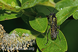 Grünschwarze Blattwespe (Tenthredo mesomela) (C338161)