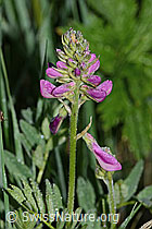 C338175: Alpen-Süssklee (Hedysarum hedysaroides)
