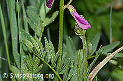 C338176: Alpen-Süssklee (Hedysarum hedysaroides)
