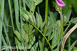 C338177: Alpen-Süssklee (Hedysarum hedysaroides)