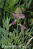C338180: Alpen-Süssklee (Hedysarum hedysaroides)