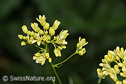 Gemeines Brillenschötchen (Biscutella laevigata) (C338184)