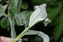 Seidenhaarige Weide (Salix glaucosericea) (C338196) Seidenhaarige Weide (Salix glaucosericea) (C338196)