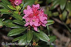 C338231: Rostblättrige Alpenrose (Rhododendron ferrugineum)