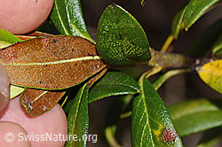 C338233: Rostblättrige Alpenrose (Rhododendron ferrugineum)