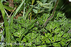 Monte Baldo-Anemone (Anemone baldensis) (C338237)