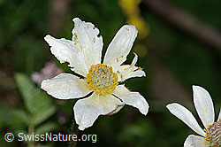 Monte Baldo-Anemone (Anemone baldensis) (C338238)