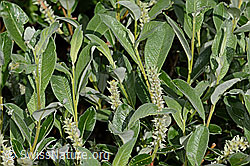 C338242: Seidenhaarige Weide (Salix glaucosericea)