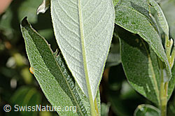 C338243: Seidenhaarige Weide (Salix glaucosericea)