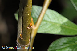 C338244: Seidenhaarige Weide (Salix glaucosericea)
