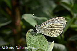 Bergweissling (Pieris bryoniae) (19.06.2025, C338247)