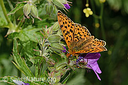 C338250: Silberfleck-Perlmuttfalter (Boloria euphrosyne) auf Wald-Storchschnabel (Geranium sylvaticum)