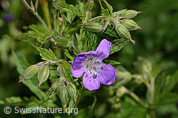 C338254: Wald-Storchschnabel (Geranium sylvaticum)