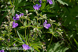 C338255: Wald-Storchschnabel (Geranium sylvaticum)