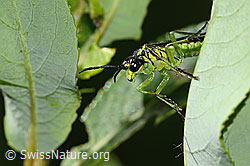 Grünschwarze Blattwespe (Tenthredo mesomela) (C338270)