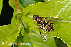 Behaarte Schwebfliege (Syrphus torvus) (C338293)