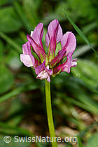 C338296: Alpenklee (Trifolium alpinum)