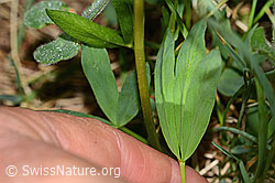 C338300: Alpenklee (Trifolium alpinum)