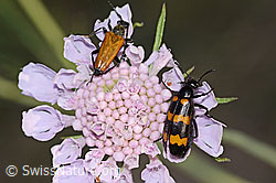 Paracorymbia hybrida (Schmalbock) und Veränderlicher Ölkäfer (Mylabris variabilis) auf Gemeiner Skabiose (Scabiosa columbaria). (C338895)