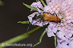 C338897: Paracorymbia hybrida (Schmalbock) auf Gemeine Skabiose (Scabiosa columbaria)