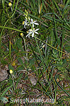 C338902: Astlose Graslilie (Anthericum liliago)