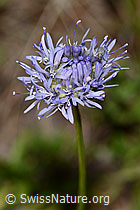 Berg-Jasione (Jasione montana) (C338919)