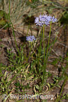 Berg-Jasione (Jasione montana) (C338921)