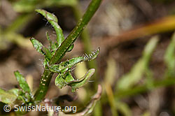 Berg-Jasione (Jasione montana) (C338922)