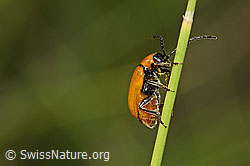 Exosoma lusitanicum (Blattkäfer) (C338997)