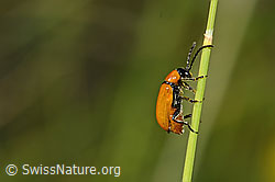 Exosoma lusitanicum (Blattkäfer) (C338998)