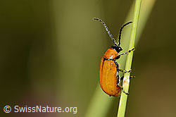 Exosoma lusitanicum (Blattkäfer) (C339003)