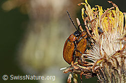 Exosoma lusitanicum (Blattkäfer) (C339019)