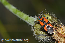 Ritterwanze (Lygaeus equestris) (20.06.2025, C339054)