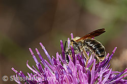 C339071: Knautien-Sandbiene (Andrena hattorfiana) auf Skabiosen-Flockenblume (Centaurea scabiosa)