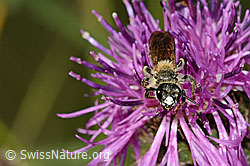 Knautien-Sandbiene (Andrena hattorfiana) auf Skabiosen-Flockenblume (Centaurea scabiosa)
