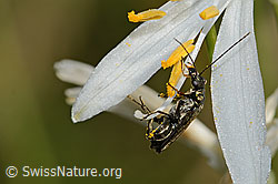 C339111: Graugrüner Schenkelkäfer (Oedemera virescens) an Astlose Graslilie (Anthericum liliago)