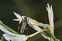 C339121: Graugrüner Schenkelkäfer (Oedemera virescens) an Astlose Graslilie (Anthericum liliago)