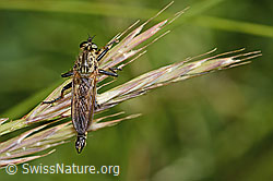 Berg-Raubfliege (Didysmachus picipes) (C339247)