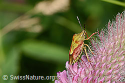 Purpur-Klee (Trifolium rubens)