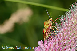 Purpur-Fruchtwanze (Carpocoris purpureipennis) an Purpur-Klee (Trifolium rubens) (C339250)