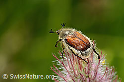 Purpur-Klee (Trifolium rubens)
