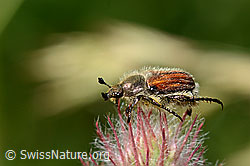 C339285: Getreidelaubkäfer (Chaetopteroplia segetum) an Purpur-Klee (Trifolium rubens)