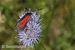 Thymian-Widderchen (Zygaena purpuralis) auf Berg-Jasione (Jasione montana) (20.06.2025, C339317)