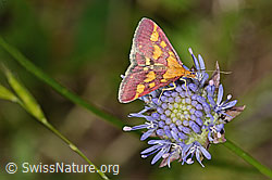 Purpurroter Zünsler (Pyrausta purpuralis) auf Berg-Jasione (Jasione montana) (20.06.2025, C339321)