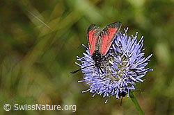 Thymian-Widderchen (Zygaena purpuralis) auf Berg-Jasione (Jasione montana) (20.06.2025, C339324)