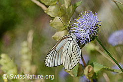 Baumweissling (Aporia crataegi) an Berg-Jasione (Jasione montana) (C339344)