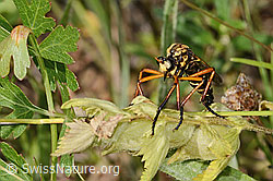 Molobratia teutonus (C339349)