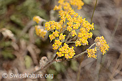 Gelbe Schafgarbe (Achillea tomentosa) (20.06.2025, C339357)