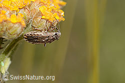 Ortholomus punctipennis (Bodenwanze) an Gelbe Schafgarbe (Achillea tomentosa) (C339362)